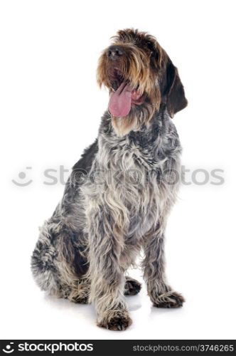 Wirehaired Pointing Griffon in front of white background