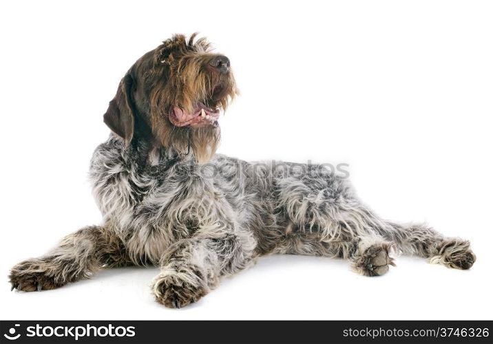 Wirehaired Pointing Griffon in front of white background