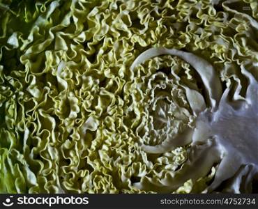 Wirsing. Kale - a vegetable in close-up