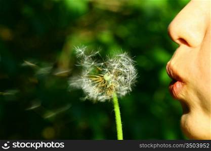 wish girl blow on dandelion flower