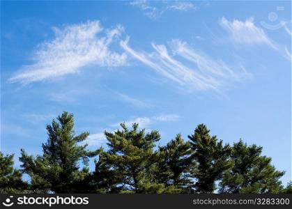 Wispy clouds above evergreen trees.
