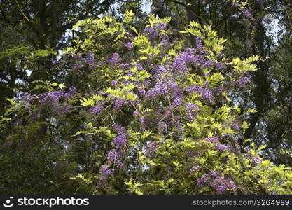 Wisteria