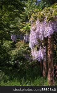 Wisteria draping over garden ornaments in Summer growth landscape