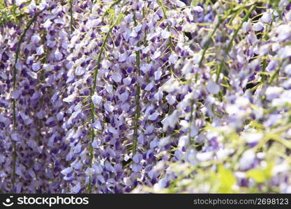 Wisteria flower