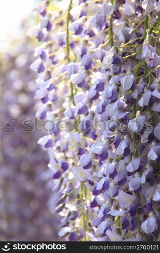 Wisteria flower