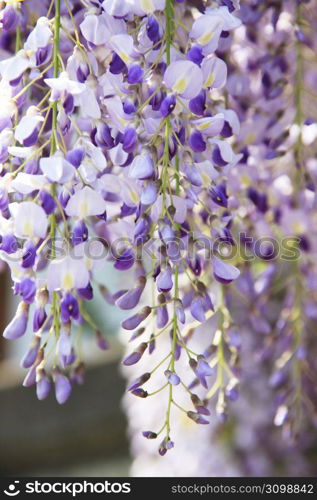 Wisteria flower