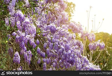 wisteria flowering in spring. Ecology and environment concept. Flowers and plants