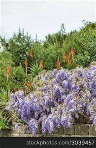 wisteria flowers and aloe vera plant on the sardinia island. wisteria and aloe vera flowers