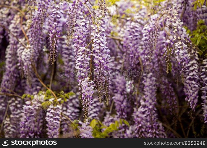 Wisteria flowers bloom simultaneously in spring