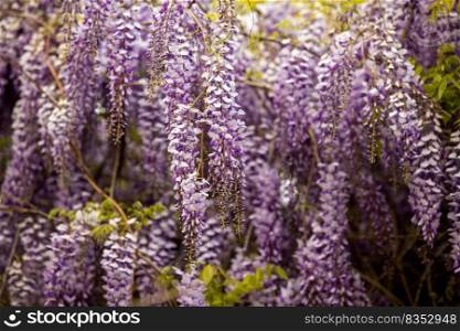Wisteria flowers bloom simultaneously in spring