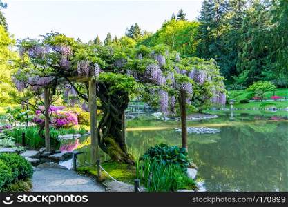 Wisteria flowers hang over a pond in a Seattle garden.
