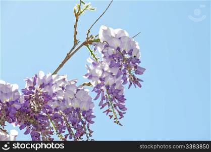 Wisteria is a genus of flowering plants in the pea family