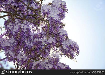 Wisteria is a genus of flowering plants in the pea family