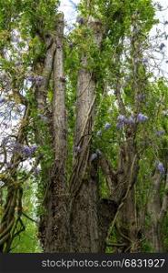 Wisteria sinensis, climbing wild into trees