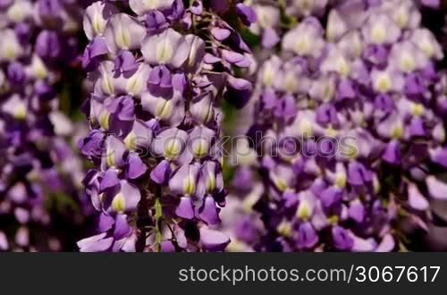 Wisteria sinensis flowers
