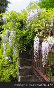 Wisteria tree blossom in springtime. close up of beautiful Wisteria flower at Garden. warm may weather. Blooming wisteria in spring, internet springtime banner. Spring floral background.