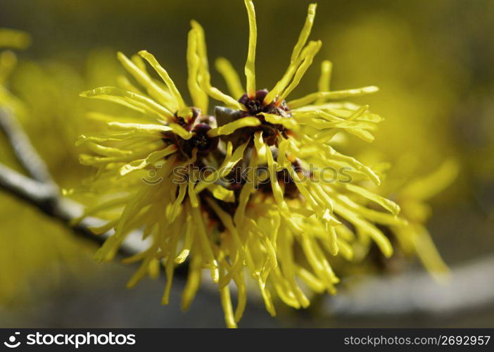 Witch hazel