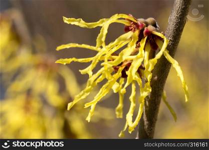 Witch Hazel Hybride (Hamamelis intermedia), colours of spring