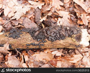 witches butter black fungi fungus growing on log forest floor spring; essex; england; uk