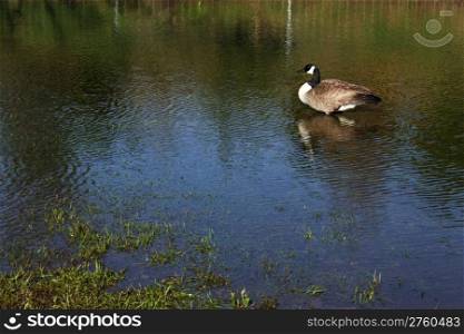 With all the severe weather in Kentucky in April 2011 this goose made his home in a makeshift lake created by all the rain