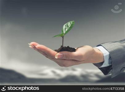 With care to nature. Hand of businesswoman holding with care green sprout in soil