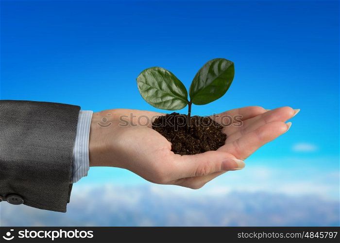 With care to nature. Hand of businesswoman holding with care green sprout in soil