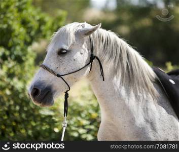 with horse with a ethological halter in nature