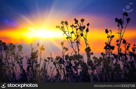 withered agrimony at autumn sunset