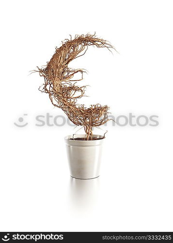 withered euro tree isolated 3d render