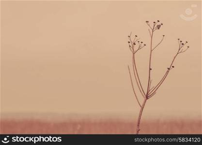Withered flower in silent autumn scenery