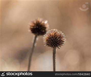 Withered globe thistle in autumn Macro. Withered globe thistle in autumn Macro.