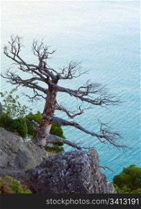 withered juniper tree on sea background (Crimea, Ukraine).