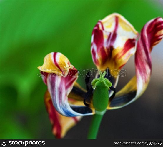 withered multi-colored tulip on a background of green leaves, macro