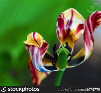 withered multi-colored tulip on a background of green leaves, macro