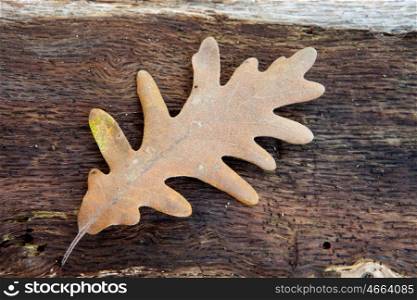 Withered oak leaf in the autumn placed in a wooden trunk