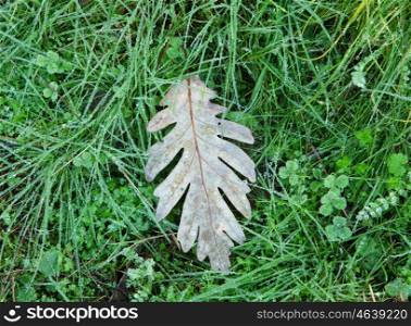 Withered oak leaf in the autumn placed on the green grass