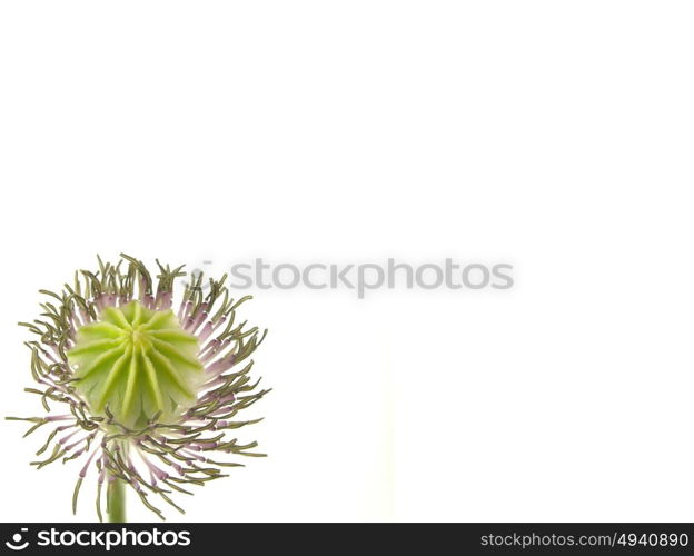 Withered poppy flower down left on white background