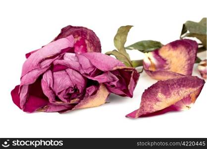Withered rose isolated on white