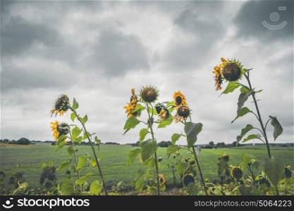Withered sunflowers in cloudy weather on a field in the fall