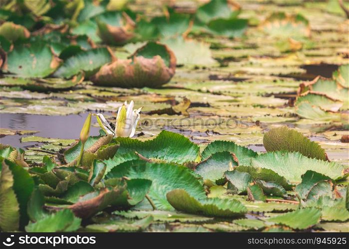 Withered white lotus flower and leaves in a pond with yellow sunlight.