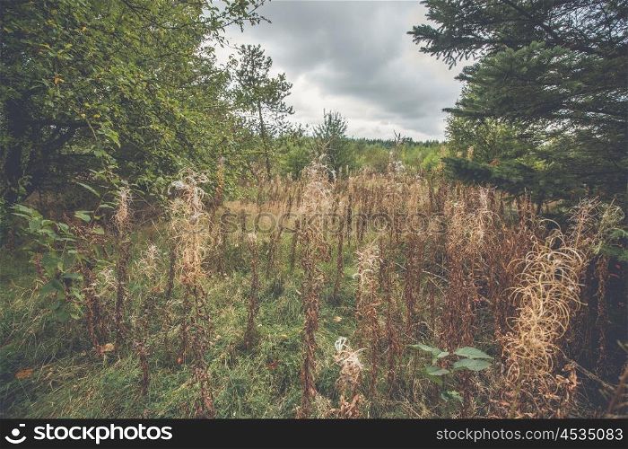 Withered wildflowers in a forest in the fall