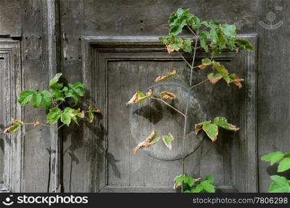 Withering plant against shabby door background in the early fall