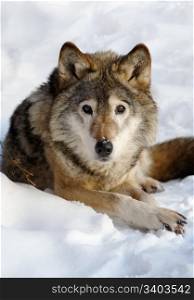 Wolf (canis lupus) portrait, Moscow Zoo