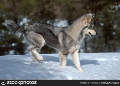 Wolf Dancing in Snow