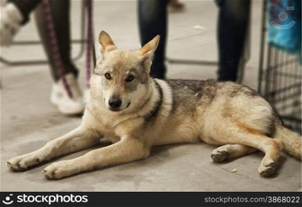 Wolf dog sitting, entire figure, horizontal image