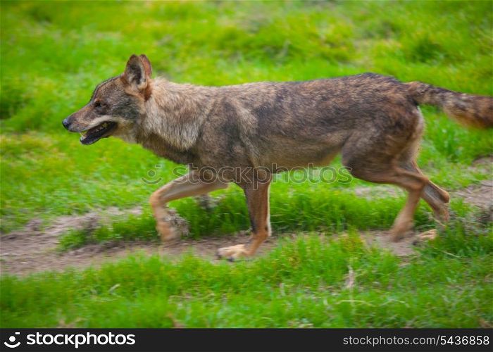 Wolf from spain running motion blur on green grass