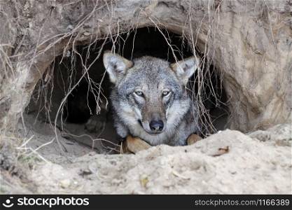Wolf in a burrow