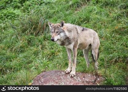 Wolf in the nature