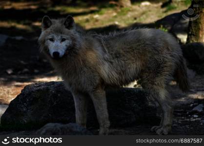 wolf isoler in an animal park . wolf isoler in an animal park in the north of France