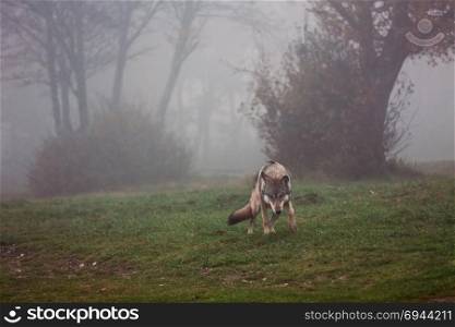 Wolf ready to attack in a foggy forest. European gray wolf